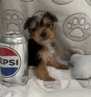 Koda, a male Yorkshire Terrier for sale in Destin, FL – 2 of 3