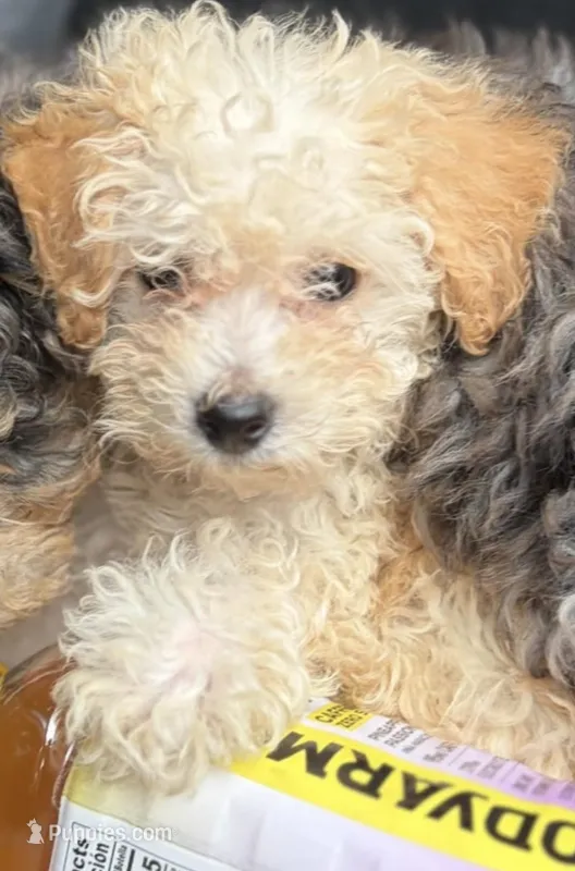 Lilly – Poodle - Toy  puppy for sale in Pensacola, FL