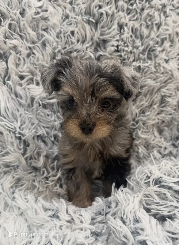 Draco – Yorkshire Terrier puppy for sale in Mary Esther, FL