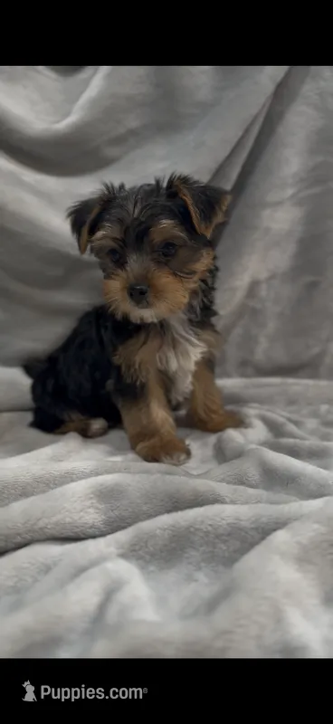 Duke UNDER5lbs – Yorkshire Terrier puppy for sale in Niceville, FL