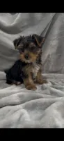 Duke UNDER5lbs, a male Yorkshire Terrier for sale in Niceville, FL – 1 of 3
