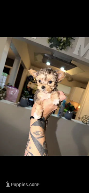 Nyla – Yorkshire Terrier puppy for sale in Pensacola, FL
