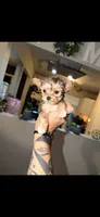 Nyla, a female Yorkshire Terrier for sale in Pensacola, FL – 1 of 3