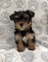 Tucker, a male Yorkshire Terrier for sale in Pensacola, FL – 3 of 7