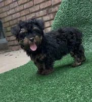 Chanel, a female Yorkipoo for sale in Niceville, FL – 3 of 4