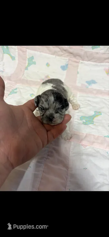 Charlie  – Shihpoo puppy for sale in Fort Walton Beach, FL