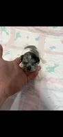 Charlie , a female Shihpoo for sale in Fort Walton Beach, FL – 1 of 3