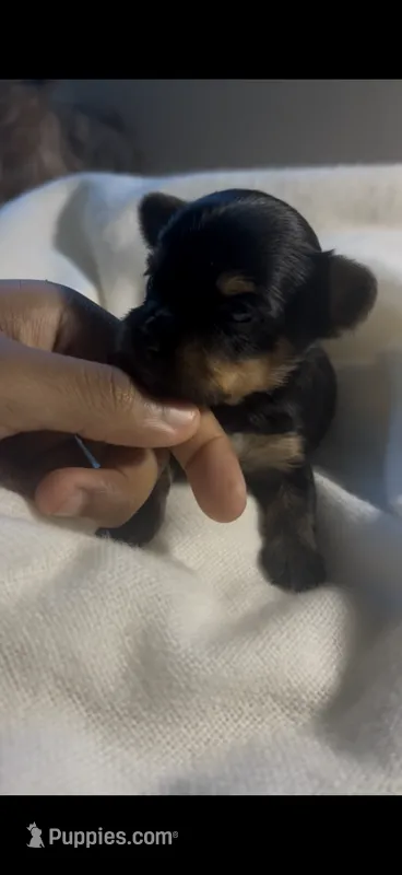 Luca – Yorkshire Terrier puppy for sale in Fort Walton Beach, FL