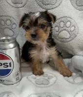 Koda, a male Yorkshire Terrier for sale in Destin, FL – 3 of 3