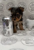 Tru, a male Yorkshire Terrier for sale in Destin, FL – 3 of 3