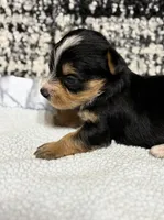 Axel, a male Yorkshire Terrier for sale in Destin, FL – 3 of 5