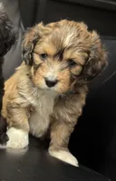Ziri, a female Yorkipoo for sale in Fort Walton Beach, FL – 5 of 5