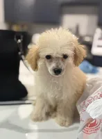  Lilly, a female Poodle - Toy  for sale in Mary Esther, FL – 2 of 4