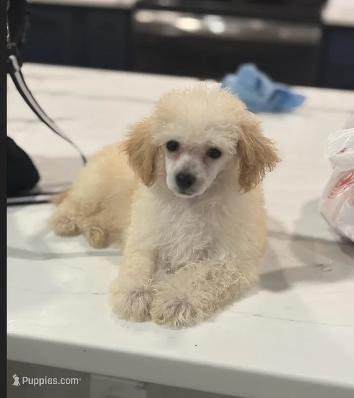 Akc Lilly – Poodle - Toy  puppy for sale in Fort Walton Beach, FL
