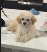  Lilly, a female Poodle - Toy  for sale in Mary Esther, FL – 1 of 4