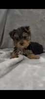 TEACUP Bree, a female Yorkshire Terrier for sale in Niceville, FL – 2 of 4