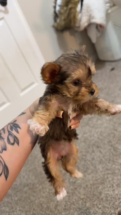 Nyla, a female Yorkshire Terrier for sale in Pensacola, FL – 3 of 3
