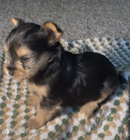 Xena  – Yorkshire Terrier puppy for sale in Fort Walton Beach, FL