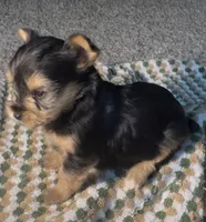 Xena , a female Yorkshire Terrier for sale in Fort Walton Beach, FL – 1 of 3