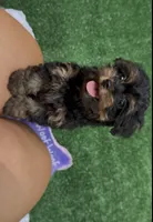Chanel, a female Yorkipoo for sale in Niceville, FL – 2 of 4