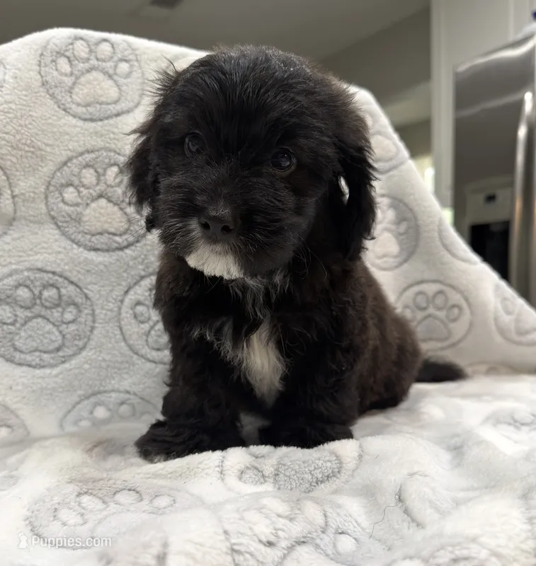 Mazi – Yorkipoo puppy for sale in Pensacola, FL