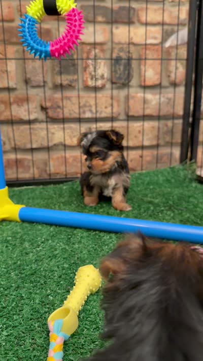 Lala, a female Yorkshire Terrier for sale in Destin, FL – 3 of 3