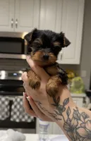 Gia, a female Yorkshire Terrier for sale in Destin, FL – 2 of 4