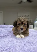Ziri, a female Yorkipoo for sale in Fort Walton Beach, FL – 3 of 5