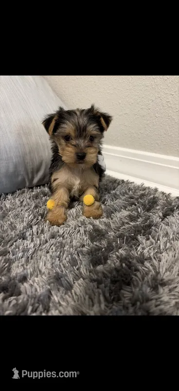 Max – Yorkshire Terrier puppy for sale in Mary Esther, FL