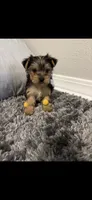 Max, a male Yorkshire Terrier for sale in Mary Esther, FL – 1 of 1