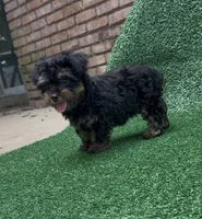 Chanel, a female Yorkipoo for sale in Niceville, FL – 4 of 4
