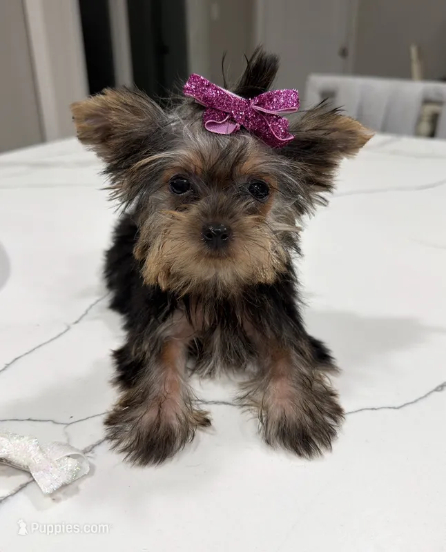 Lacy TINY TEACUP – Yorkshire Terrier puppy for sale in Pensacola, FL