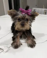 Lacy TINY TEACUP, a female Yorkshire Terrier for sale in Pensacola, FL – 1 of 7