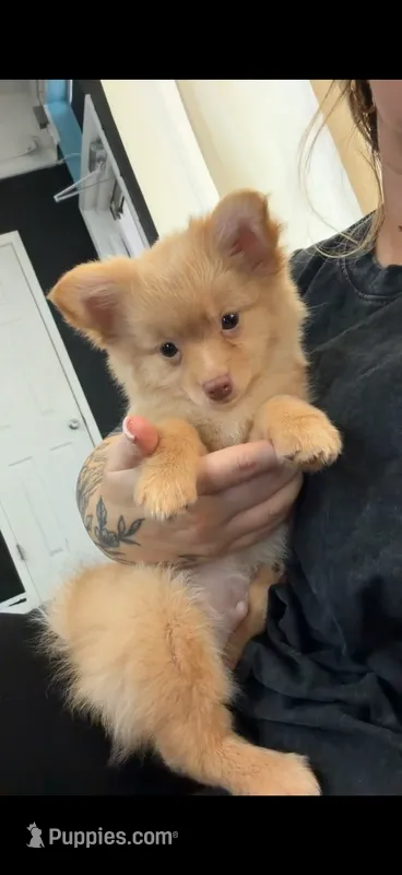 Honey  – Pomchi puppy for sale in Niceville, FL