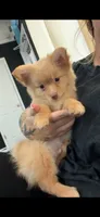 Honey , a male Pomchi for sale in Niceville, FL – 1 of 2