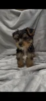 Duke UNDER5lbs, a male Yorkshire Terrier for sale in Niceville, FL – 2 of 3