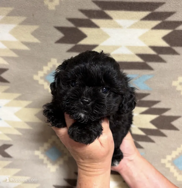Stella – Shihpoo puppy for sale in Fort Walton Beach, FL