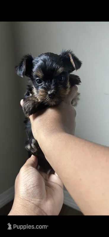 True – Yorkshire Terrier puppy for sale in Fort Walton Beach, FL