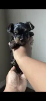 True, a male Yorkshire Terrier for sale in Mary Esther, FL – 3 of 6