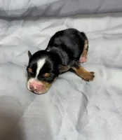 Axel, a male Yorkshire Terrier for sale in Niceville, FL – 2 of 2