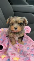 Rayne , a female Yorkshire Terrier for sale in Destin, FL – 2 of 4