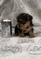 Hank, a male Yorkshire Terrier for sale in Destin, FL – 2 of 2