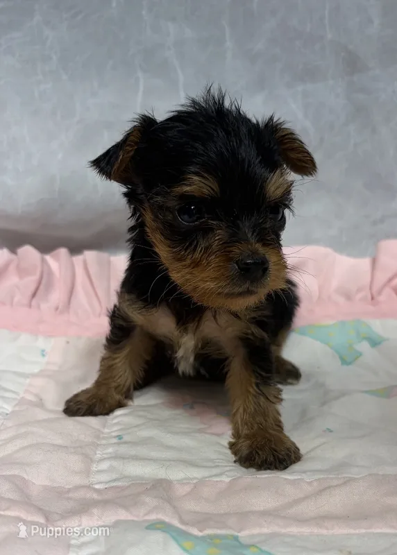 Molly teacup  – Yorkshire Terrier puppy for sale in Destin, FL