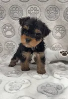 Tank , a male Yorkshire Terrier for sale in Destin, FL – 2 of 3