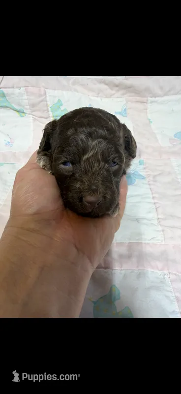 Cardi – Cockapoo puppy for sale in Fort Walton Beach, FL