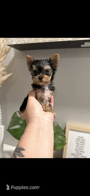 Xena TEACUP – Yorkshire Terrier puppy for sale in Gainesville, FL