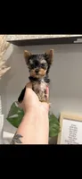 Xena TEACUP, a female Yorkshire Terrier for sale in Gainesville, FL – 1 of 4