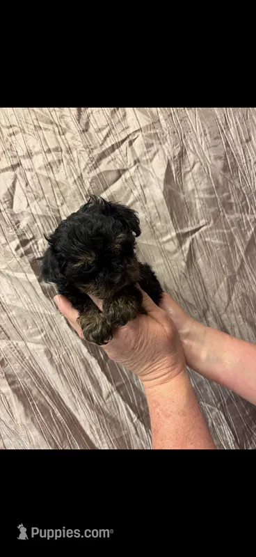 Chanel – Yorkipoo puppy for sale in Mary Esther, FL