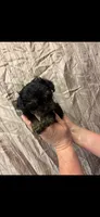 Chanel, a female Yorkipoo for sale in Mary Esther, FL – 1 of 1
