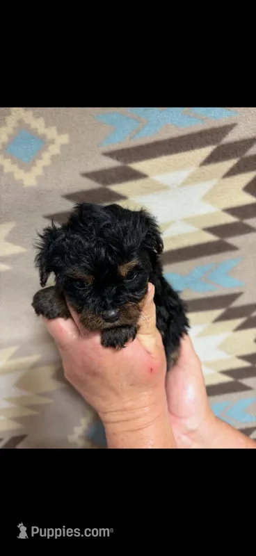 Tina – Yorkipoo puppy on hold in Mary Esther, FL